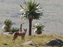 Simien Mountains