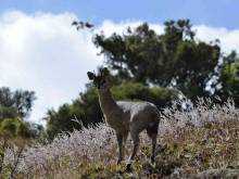 Simien Mountains